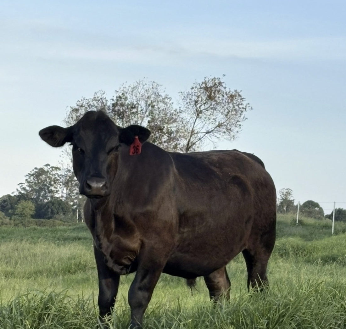 An Angus cow standing in deep pasture at Galloway Park, tree line behind