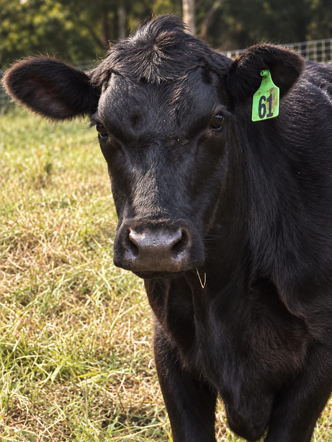 Close-up of a Galloway Park cow at pasture