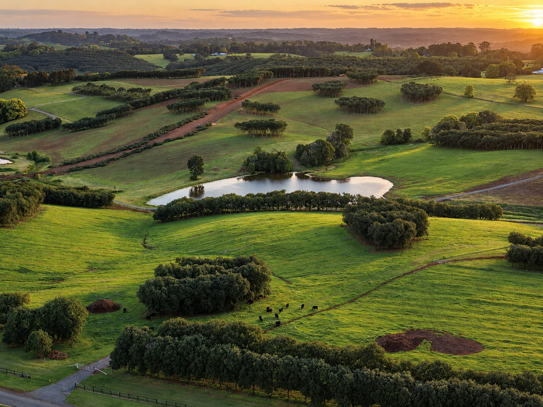 The Galloway Park property at sunset: macadamia orchards, a dam, and cattle grazing across the Byron Bay hinterland