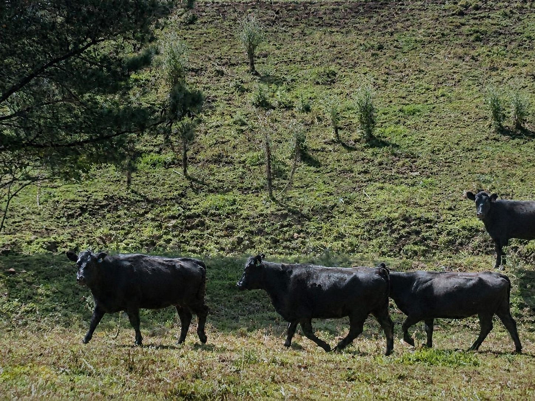 Galloway Park cattle moving in single file across green hillside pasture