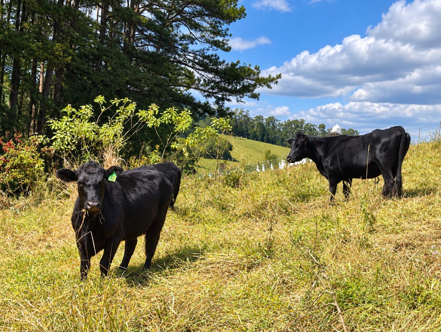 Galloway Park cattle on open pasture beneath a wide sky